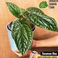 Murah Tanaman hias Anthurium Sirih - Anturium Sirih - Anthurium