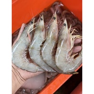 Udang laut segar sabah