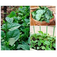 Biji Benih Malabar Spinach Bayam hijau seeds