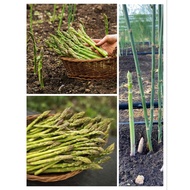 KKB Asparagus Crown Plant