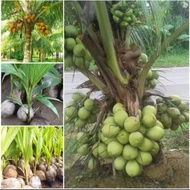 BIBIT KELAPA HIBRIDA HIJAU ASLI