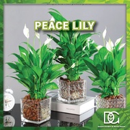 🌱DGHD- Spathiphyllum Peace Lily  (POT 150) Indoor Live Plant