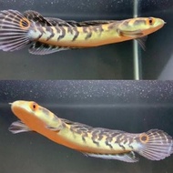 ikan channa maru yellow sentarum size 11-13 cm channa ys bercabung dan