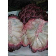 pokok buah nona kawin