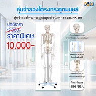 Anatomy model: NK-101 หุ่นจำลองโครงกระดูกมนุษย์ ขนาด 180 เซนติเมตร