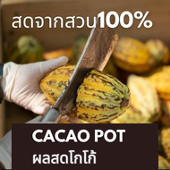 ผลโกโก้สด ส่งตรงจากสวนโดยเกษตรกรโกโก้ | Fresh Cocoa Pods, Direct from Farmers