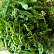 Pakis sayur segar 1 kg mantap Pakis sayur segar daun Pakis sayur segar sayur pakis segar