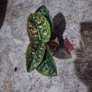 aglaonema ruby compacta