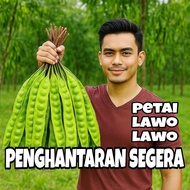 Petai kampung petai tua fresh DIJAMIN PUAS HATIIII