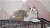 Kucing BSH British Shorthair PED Bicolor Lilac Jantan