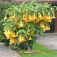 30 เมล็ดพันธุ์ เมล็ด เมล็ดพันธุ์ ต้นดอกระฆัง ดอกลำโพง แตรนางฟ้า Datura metel L. Angel Trumpet Seeds 