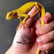 Iguana Albino Bukan Green Red Yellow Blue Axanthic Tegu Gecko Panana / Terbaru