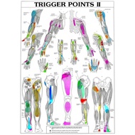 Trigger Points Part  Anatomical Diagram Chart Anatomy Art Film Print Silk Poster Home Wall Decor