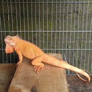 Iguana Red Albino Jantan Cakep murah