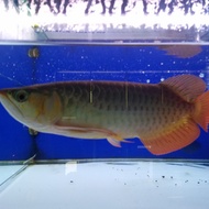 Ikan Arwana Super Red 35cm