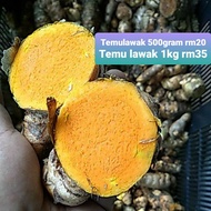 RIZOM / UBI TEMULAWAK TEMU LAWAK KUNING UNTUK BENIH POKOK & JAMU TRADISIONAL