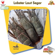 LOBSTER LAUT SEGAR 1KG ISI 4-5EKOR | Lobster laut pakistan