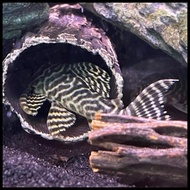 Ikan Pleco Sapu Sapu L333 Kualitas Terjamin