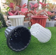 Pot swiss 18 warna pot bunga tinggi model yogap aglonema