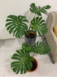 Malaysia Stock Monstera Deliciosa