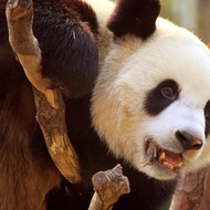 Electronic Ticket to Dalian Forest Zoo - Perfect for Family Weekend Fun