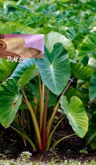 dmsp-daun talas kering kemasan 500g