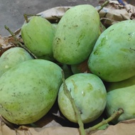 mangga indramayu mentah cocok buat rujak 1 kg