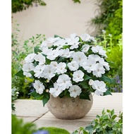 Busy Lizzie Impreza H White Flower 15 Seeds Beginner Friendly Easy Grow