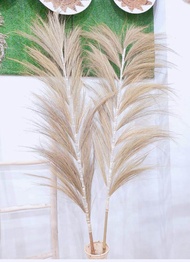 Home deccor rayung stick / Rayung Stick / Pampas Stick / Hiasan bunga kering