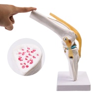 1:1 Flexible Knee Joint Model with Ligaments and Base Femur Tibia and Fibula Bone Anatomy Model Medi