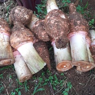 Umbi/Buah talas pratama 2(1kg)