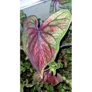 Keladi Hybrid Thai / Caladium Hybrid Thai