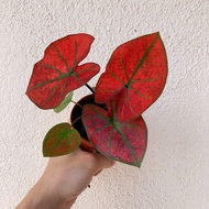 Keladi festivia/ Caladium Red Sun/ Pokok keladi/ Keladi merah/ Keladi merah hijau / Caladium Green Spider