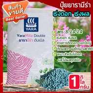 ปุ๋ยยารามีร่า 1 กิโล🍂 สูตร 8-24-24 ปุ๋ยเคมีปุ๋ยสูตรเร่งดอก เร่งผล ดอกใหญ่ สีสดสวย กระตุ้นให้ติดผลดก ผลใหญ่ รสชาติดี