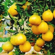 NEW!! Termurah Bibit jeruk dekopon berbuah original batang besar