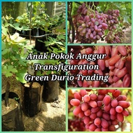 GDT- Anak Pokok Anggur Transfiguration - Premium Variety Live Plant