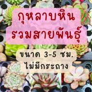 กุหลาบหิน ไม้อวบน้ำ หลากหลายสายพันธุ์ ส่งแบบตุ้มดิน 3-5 ซม. กุหลาบหินนำเข้า succulents cactus แคคตัส กระบองเพชร lithops ไลทอป