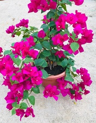 Bougainvillea red flower 1m real plant free organic fertilizer 0.5kg free 3kg organic soil