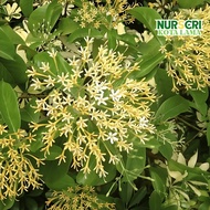 🔥WANGI🔥 IXORA MADAGASCAR TREE / Tarenna Fragrans / River Tarenna / Ixora finlaysoniana / Kelulut / O