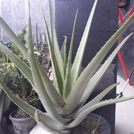 Lidah buaya berbunga langka