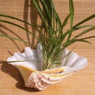 特價超大海螺貝殼硨磲情侶貝荷花貝家居擺件創意煙灰缸花盆果盤