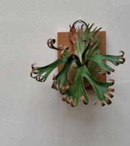 皮革製 P. Foongsiqi 捲捲鹿鹿角蕨_送禮/收藏