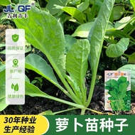 Radish Seeds Green Vegetable Seeds Seeds Potted Green Radish Seeds Hydroponic Sprout Seeds Four Seas