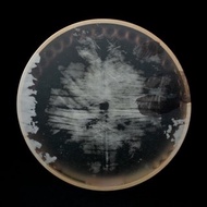 Ghaval 阿塞拜疆 亞美尼亞 Frame Drum 框鼓 Dayereh 手鼓 Doira