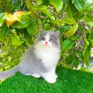 Kucing persia jantan putih abu