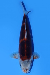 Ikan Koi Import Jepang Beni Kumonryu Koi 30 cm
