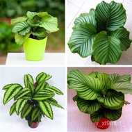 cash on delivery 【COD】10pcs Rare Calathea Seeds Air Freshening Plants Seeds #SW2 A6PX