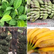 2 X Anak Pokok Pisang Nipah Tisu Culture