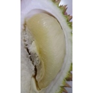 POKOK DURIAN D17 CHIAT CHI  🌱🔥DURIAN TREE D17 CHIAT CHI 🌱🔥