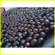 ♞,♘Bay Leaf Seeds(10pcs)